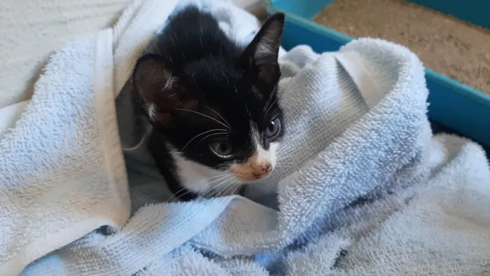 Gato ra a SRD-ViraLata idade 2 a 6 meses nome Antônio
