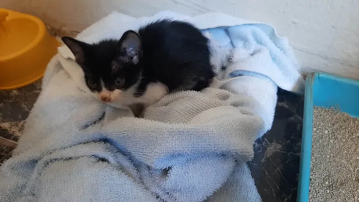Gato ra a SRD-ViraLata idade 2 a 6 meses nome Antônio
