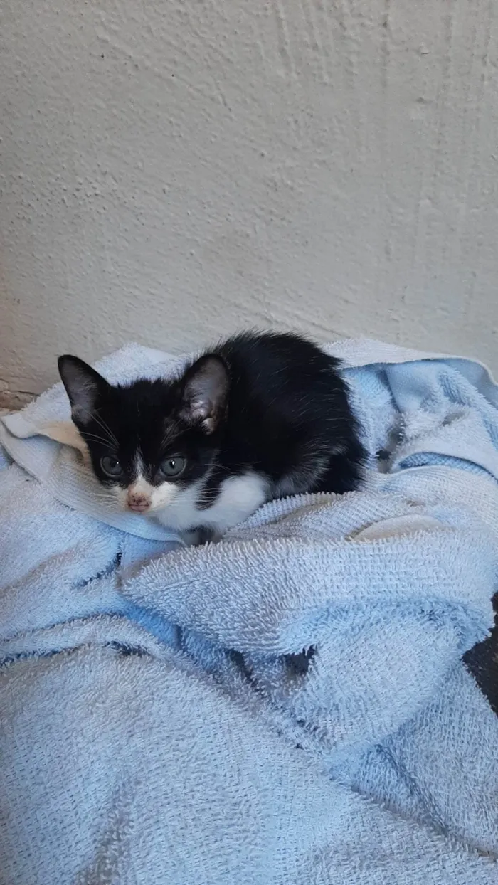 Gato ra a SRD-ViraLata idade 2 a 6 meses nome Antônio
