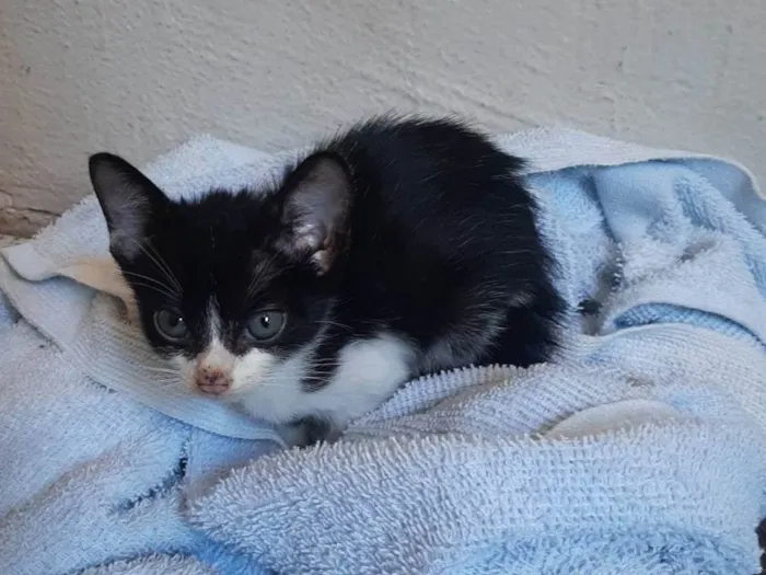 Gato ra a SRD-ViraLata idade 2 a 6 meses nome Antônio