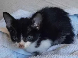 Gato raça SRD-ViraLata idade 2 a 6 meses nome Antônio