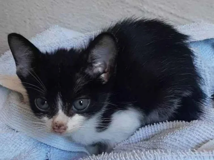 Gato ra a SRD-ViraLata idade 2 a 6 meses nome Antônio