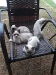 Siameses lindos