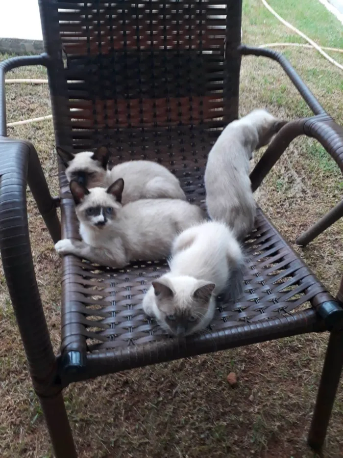 Gato ra a Siamês idade Abaixo de 2 meses nome Siameses lindos