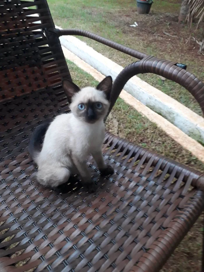Gato ra a Siamês idade Abaixo de 2 meses nome Siameses lindos