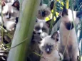Siameses lindos
