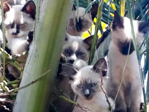 Gato raça Siamês idade Abaixo de 2 meses nome Siameses lindos