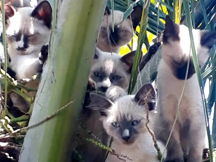 Gato ra a Siamês idade Abaixo de 2 meses nome Siameses lindos