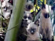 Siameses lindos