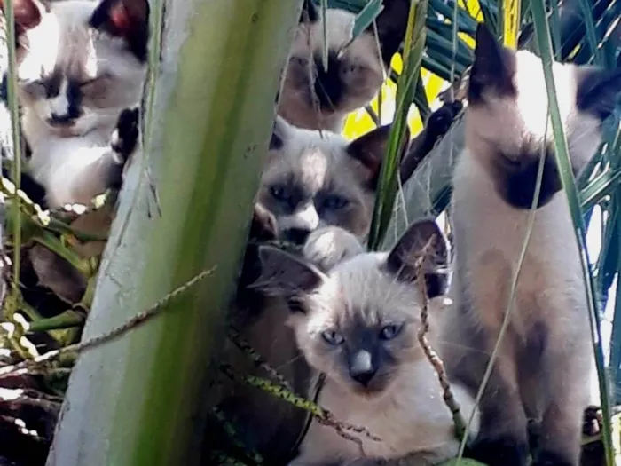 Gato ra a Siamês idade Abaixo de 2 meses nome Siameses lindos