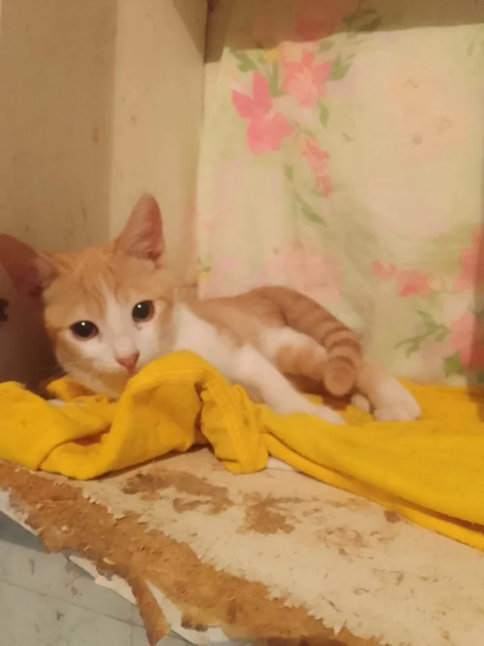 Gato ra a Srd idade 2 a 6 meses nome ...