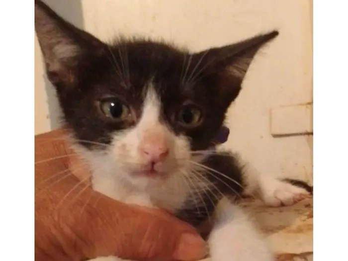 Gato ra a Srd idade 2 a 6 meses nome .....