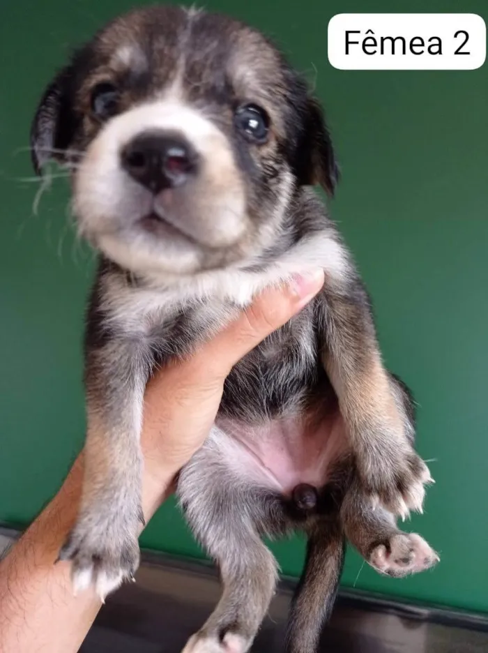 Cachorro ra a SRD-ViraLata idade 2 a 6 meses nome Batutinha