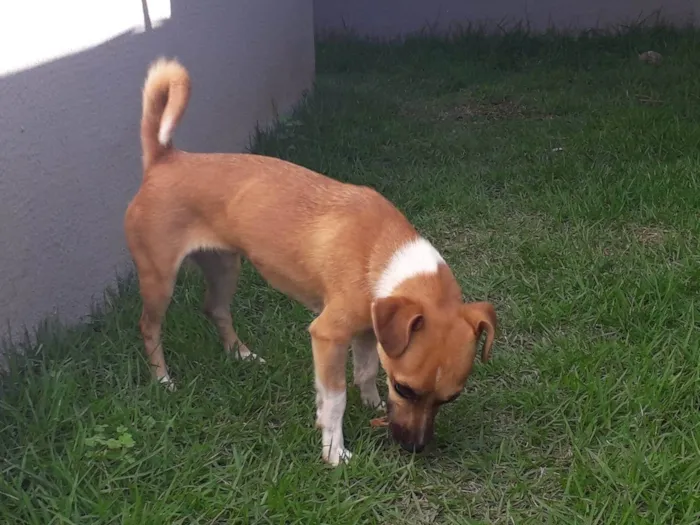 Cachorro ra a Basset-Cofap idade 1 ano nome Nyna