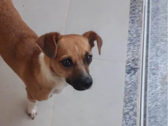 Cachorro ra a Basset-Cofap idade 1 ano nome Nyna