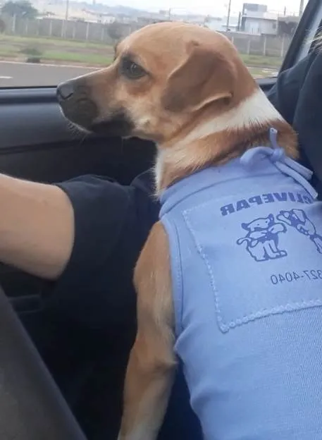 Cachorro ra a Basset-Cofap idade 1 ano nome Nyna