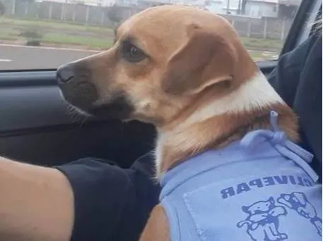 Cachorro ra a Basset-Cofap idade 1 ano nome Nyna