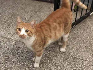 Gato raça SRD-ViraLata idade 7 a 11 meses nome ABNER