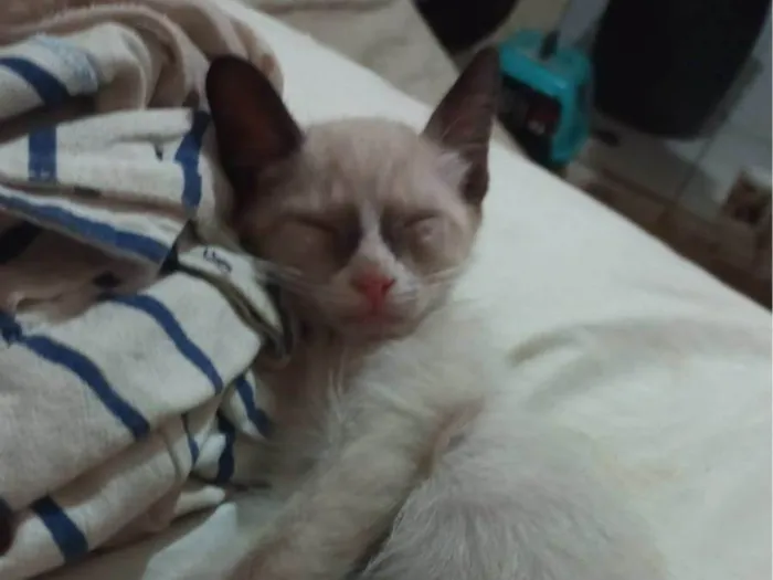 Gato ra a Siamês  idade Abaixo de 2 meses nome Uno