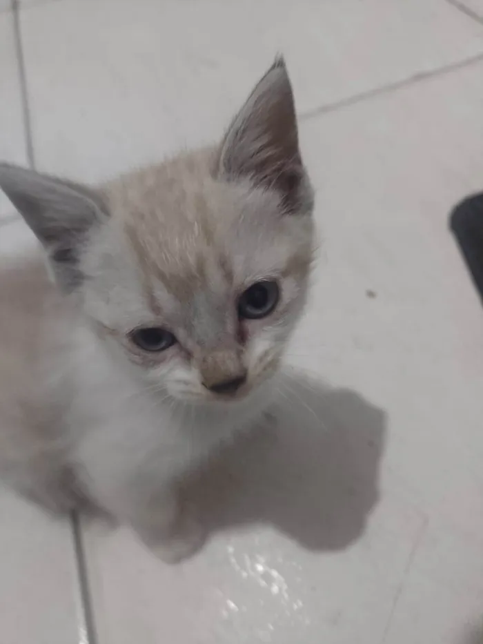 Gato ra a Siamês idade 2 a 6 meses nome Fêmea 