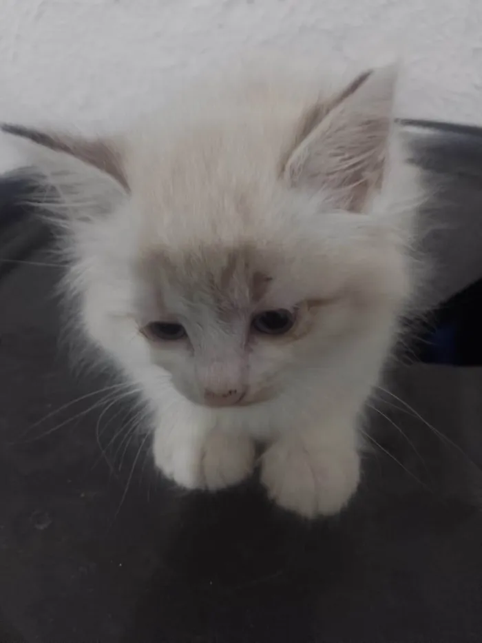 Gato ra a Siamês idade 2 a 6 meses nome Fêmea 