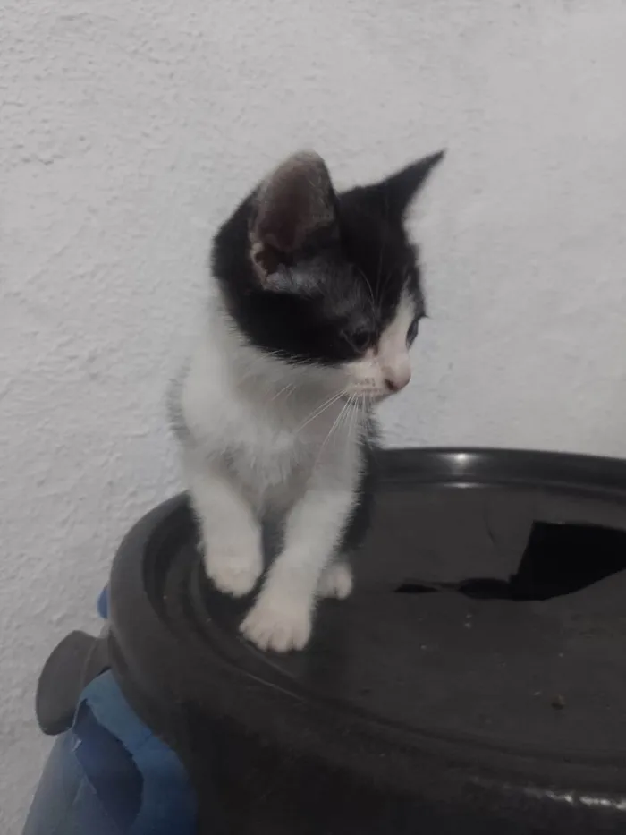Gato ra a Siamês idade 2 a 6 meses nome Macho