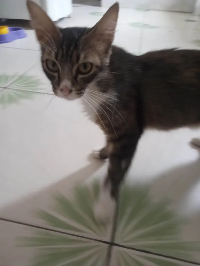 Gato ra a  idade 1 ano nome Astoufa 