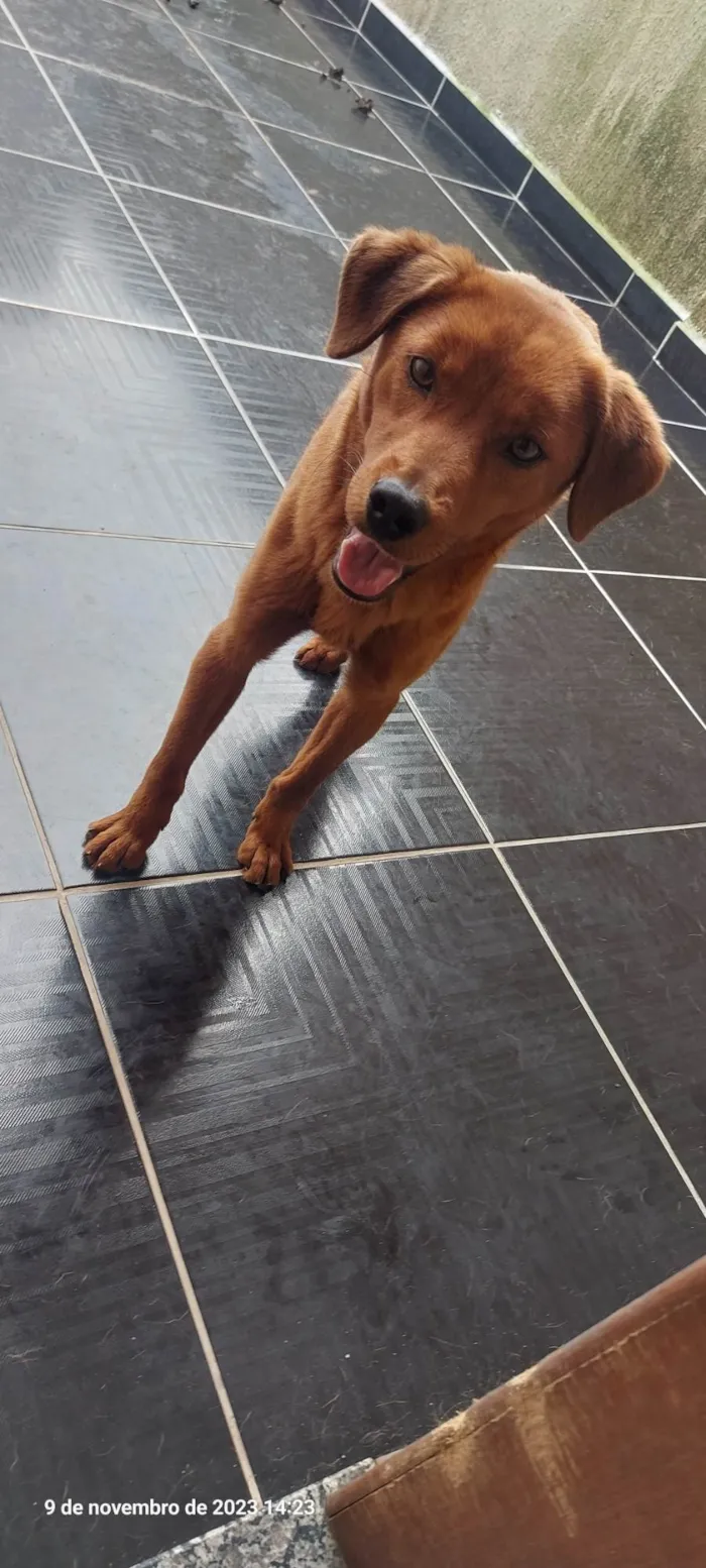 Cachorro ra a SRD-ViraLata idade 7 a 11 meses nome Luna