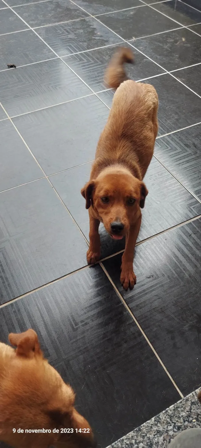 Cachorro ra a SRD-ViraLata idade 7 a 11 meses nome Luna