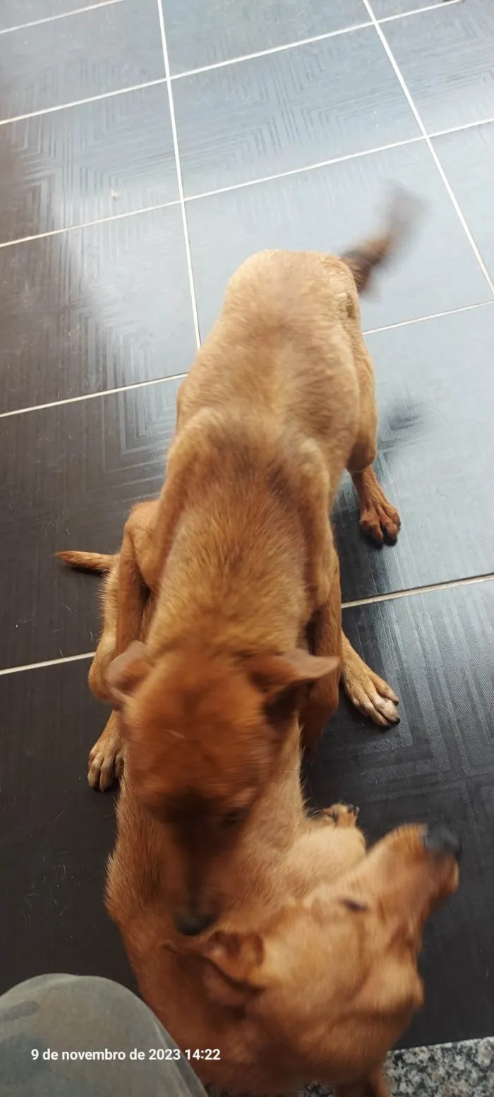 Cachorro ra a SRD-ViraLata idade 7 a 11 meses nome Luna