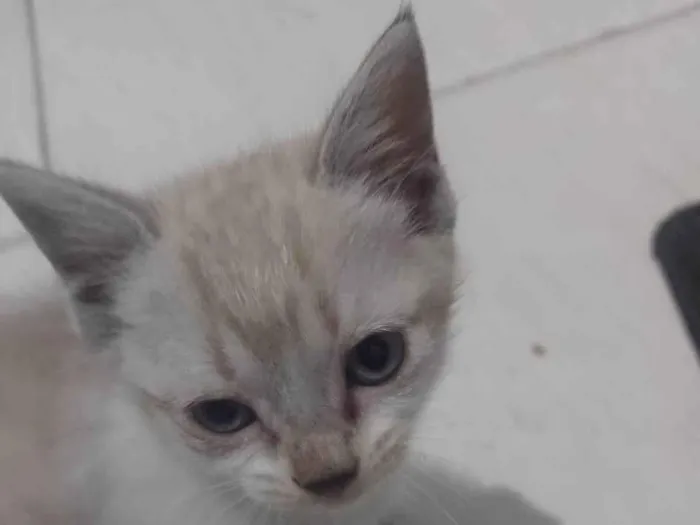 Gato ra a Siamês idade 2 a 6 meses nome Fêmea 