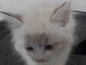 Gato raça Siamês idade 2 a 6 meses nome Fêmea 