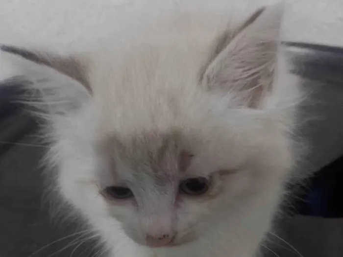 Gato ra a Siamês idade 2 a 6 meses nome Fêmea 