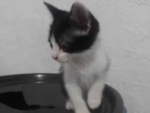 Gato raça Siamês idade 2 a 6 meses nome Macho