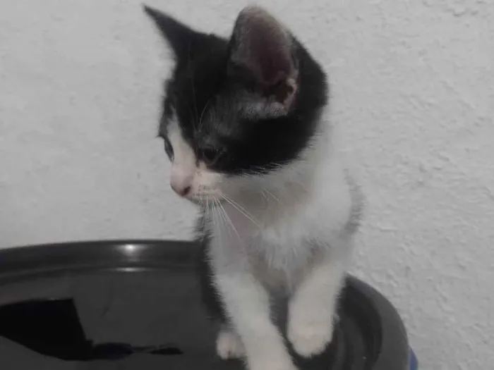 Gato ra a Siamês idade 2 a 6 meses nome Macho