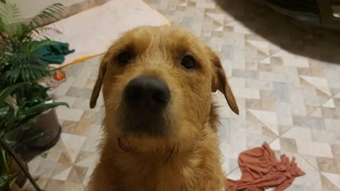 Cachorro ra a SRD-ViraLata idade 2 anos nome scooby