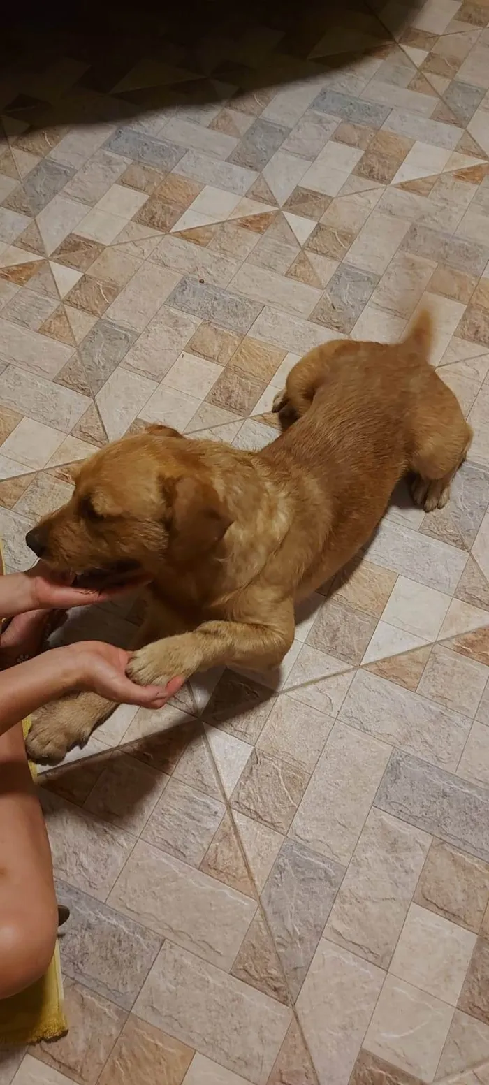 Cachorro ra a SRD-ViraLata idade 2 anos nome scooby