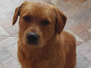 Cachorro raça SRD-ViraLata idade 2 anos nome scooby