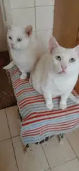 Papai e filho