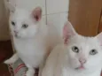 Papai e filho