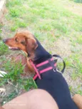 Petúnia