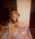 Petúnia