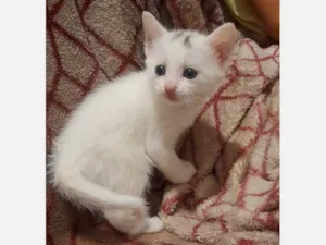 Gato raça Sem idade Abaixo de 2 meses nome Mini