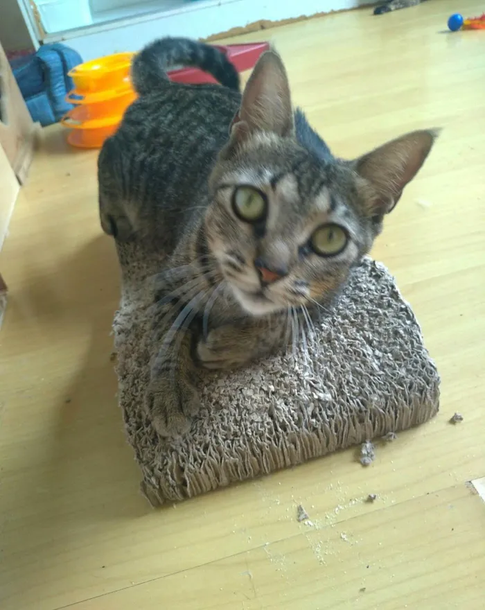 Gato ra a SRD-ViraLata idade 1 ano nome Lais