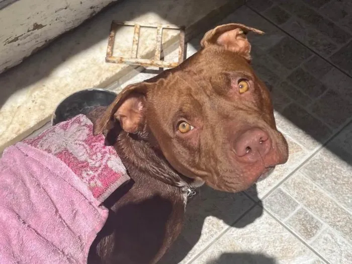 Cachorro ra a Pit-Bull idade 1 ano nome Jade