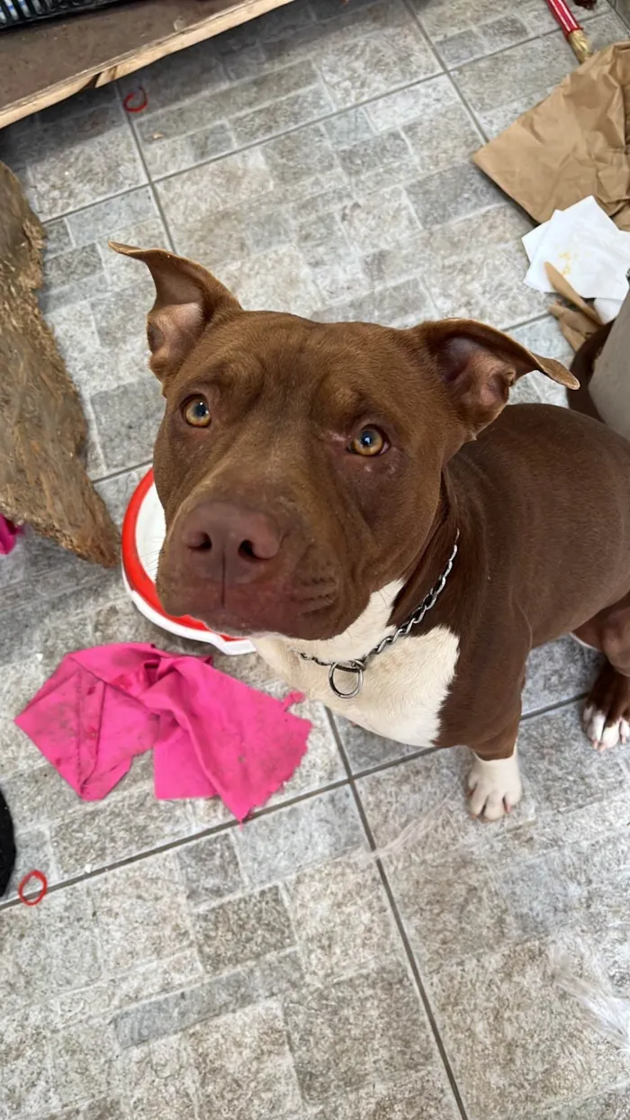 Cachorro ra a Pit-Bull idade 1 ano nome Jade