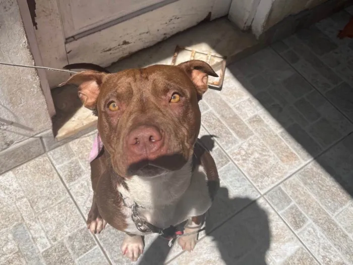 Cachorro ra a Pit-Bull idade 1 ano nome Jade