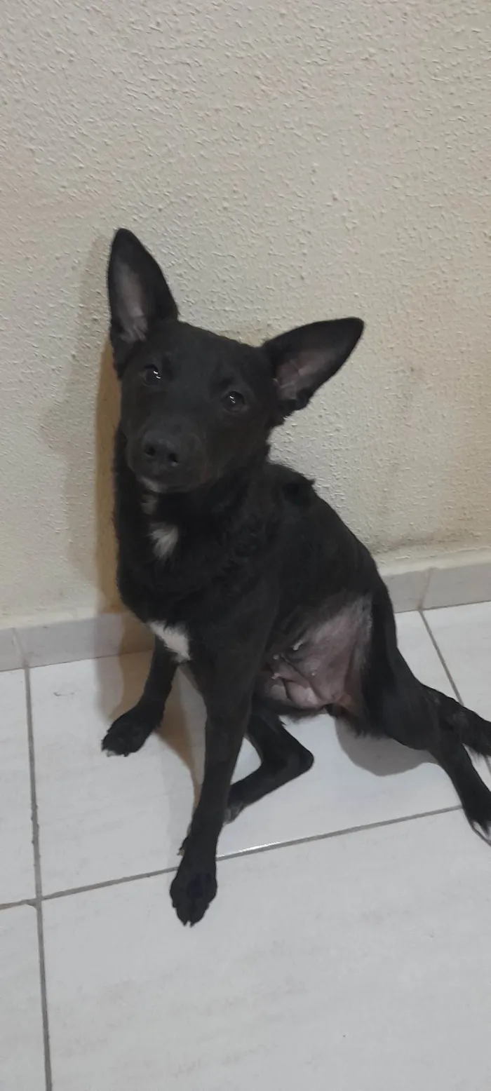 Cachorro ra a SRD idade 1 ano nome Estrela