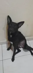 Estrela
