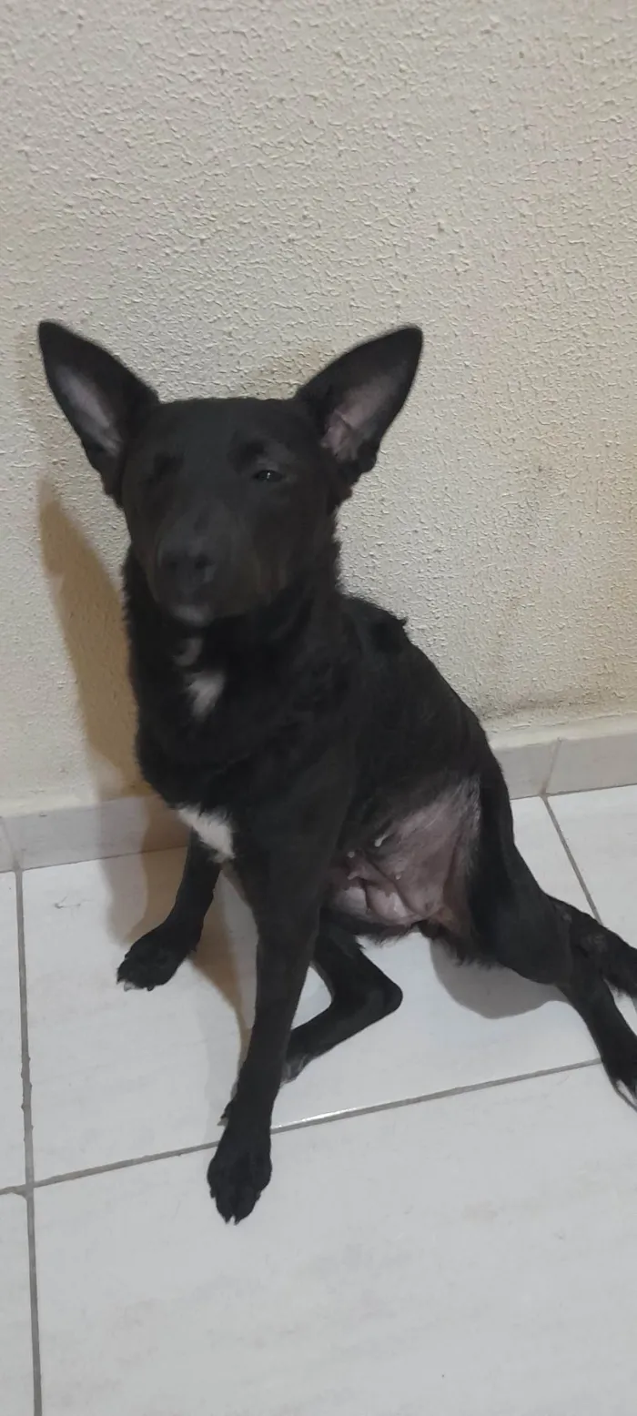 Cachorro ra a SRD idade 1 ano nome Estrela